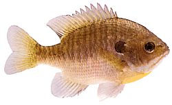 Lepomis macrochirus