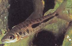 Leporinus moralesi Leporinus maduro