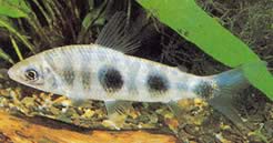 Leporinus steyermarki Steyermark Gray Leporinus