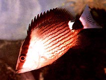 Lutjanus sanguineus Blood Red Blood Cropper