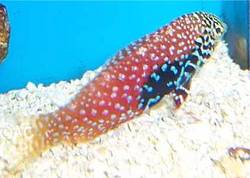 Macropharyngodon bipartitus (Labre vermiculado)