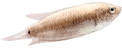 Macropodus cupanus (Peixe de pesca de cauda de cauda marrom)