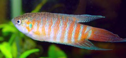 Macropodus opercularis (Paraíso)