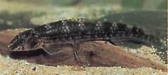 Melanocharacidium dispilomma (Melanocharacidium Dispymma)