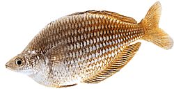 Melanotaenia fluviatilis (Peixe arco -íris australiano)