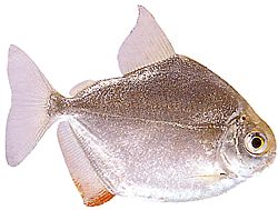 Metynnis hypsauchen (Métynnis com cabeças grandes)
