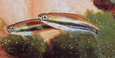 Mimagoniates lateralis (Tetra-Glande com lados barrados)