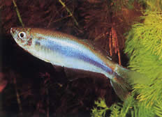Mimagoniates microlepis (Pequenas escalas tetra-Barberos)