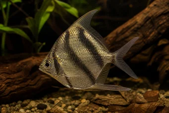 Abramites solarii Abramita ornamentada