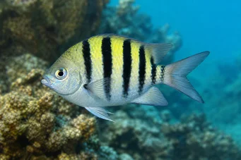 Abudefduf saxatilis Sargento major