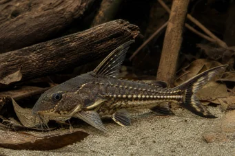 Acanthodoras spinosissimus Alto falante
