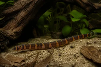 Acanthophthalmus kuhlii Kuhli