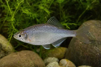 Acanthorhodeus atranalis Japão Bouvière