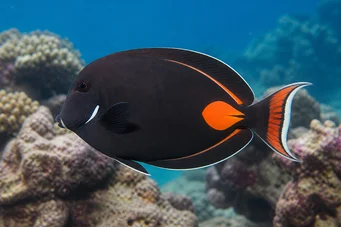 Acanthurus Achilles Mancha vermelha e cirurgião traseiro