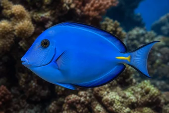 Acanthurus coeruleus Cirurgião azul