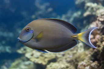 Acanthurus Fowleri Peixe do cirurgião de Fowler