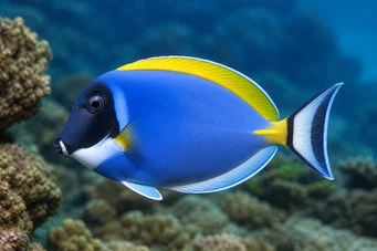 Acanthurus leucosternon Cirurgião no peito branco