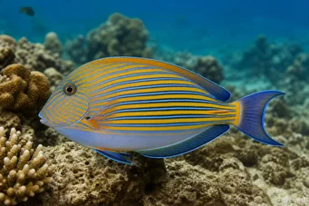 Acanthurus Lineatus Cirurgião listrado