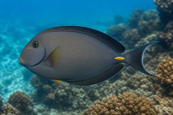 Acanthurus Mata Cirurgião com rabilho branco