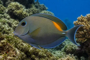 Acanthurus olivaceus Aça de Olive
