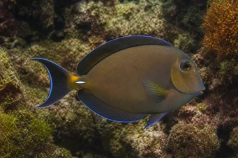 Acanthurus pyroferus Acanthure variada