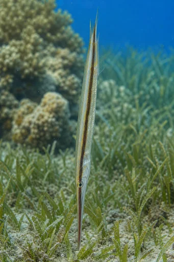Aeoliscus strigatus Razorfish