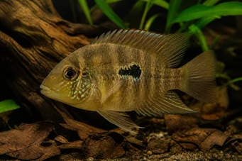 Aequidens maronii Acara Maroni