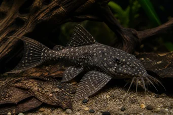 Agamyxis pectinifrons Peige Catfish