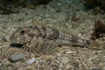 Agonus cataphractus Mouse do mar