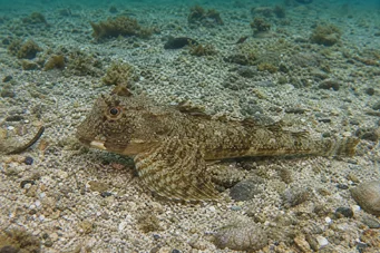 Agonus decagonus Seas Ferret