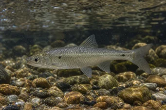 Alburnoides bipunctatus Sirlin