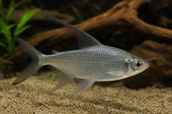Alestes longipinnis Personagem com albacas longas