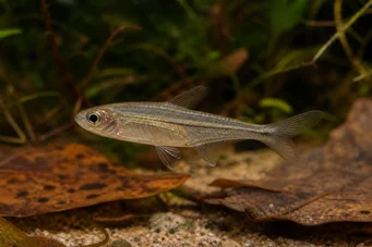 Ammocryptocharax elegans Elegante Characin-Fleche