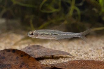 Ammocryptocharax minutus Minuto de Characin-Leche