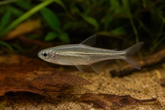 Ammocryptocharax vintonae Characin anão Fleche de Vinton