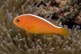Amphiprion akallopisos Peixe -palhaço sem adorno
