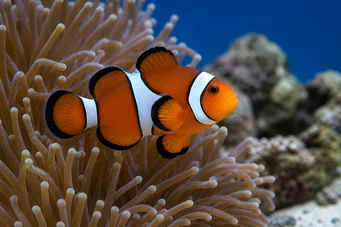 Amphiprion bicinctus Peixe de palhaço de duas bandas