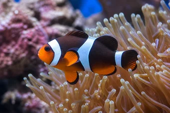 Amphiprion clarkii Clark Plownfish