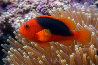 Amphiprion ephippium Peixe de palhaço vencedor de cavalos