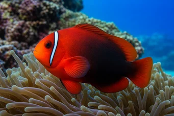 Amphiprion frenatus Palhaço vermelho