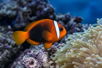 Amphiprion melanopus Anfipriação de Melanopus