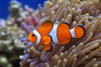 Amphiprion ocellaris Palhaço de três bandas