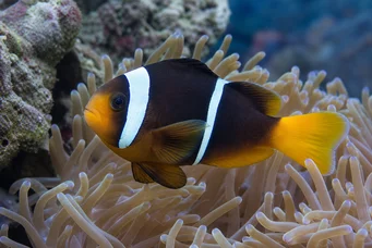 Amphiprion sebae Peixe de cauda amarela