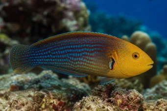 Anampses chrysocephalus