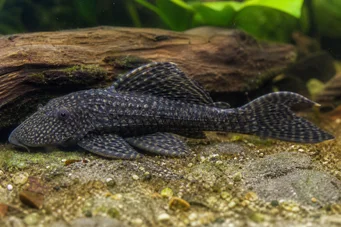 Ancistrus bodenhameri ANCISTURO BOMENHEMERI