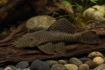 Ancistrus hyplogenys Ancistro negro