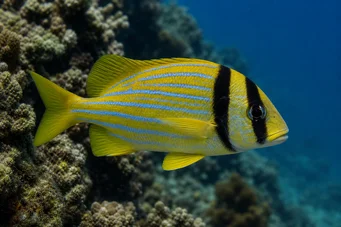 Anisotremus virginicus Carne de porco