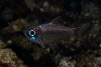 Anomalops katoptron Peixe de anomalia
