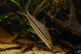 Anostomus anostomus Ansostome listrado
