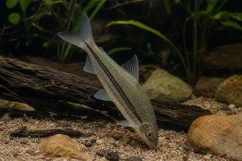 Anostomus plicatus Anostomus claro em três pontos